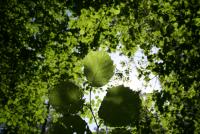 Bifogad bild: IMG_4974.JPG